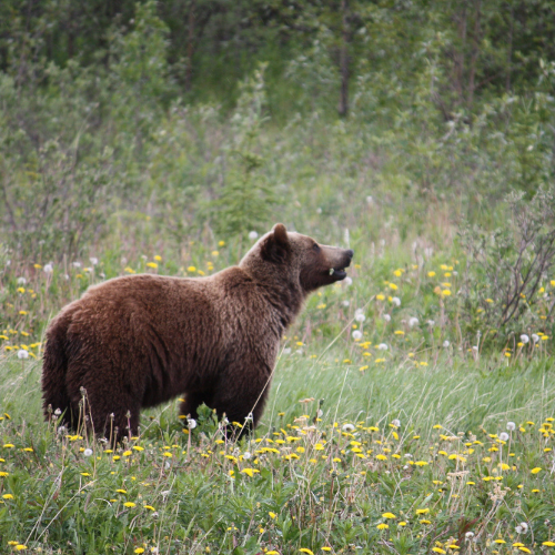 Grizzy bear in field