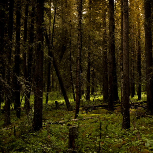 Forest in Alberta
