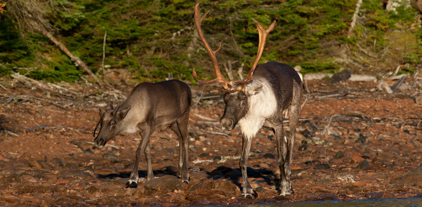 Featured image for “Draft Cooperation Agreement between Alberta and Canada Fast Tracks Project Approvals at the Expense of Public Interest and Accountability ”