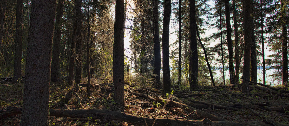 Featured image for “Fine Issued to Forestry Operator for Erosion Control failures ”