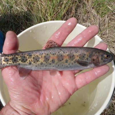 Featured image for “Two More Alberta Native Trout added to Species at Risk List”