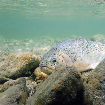 Featured image for “Media Statement: Critical Trout Habitat Damaged Without Consequence”