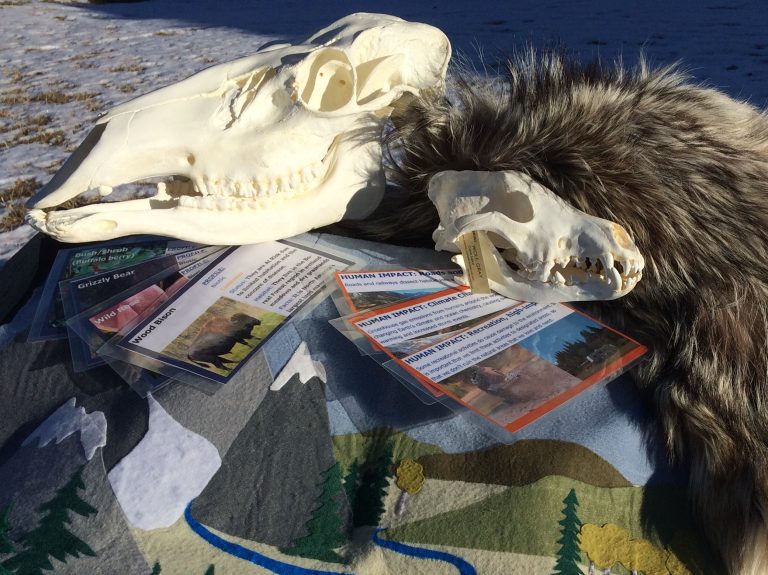 Program materials including skulls, fur, and other biofacts