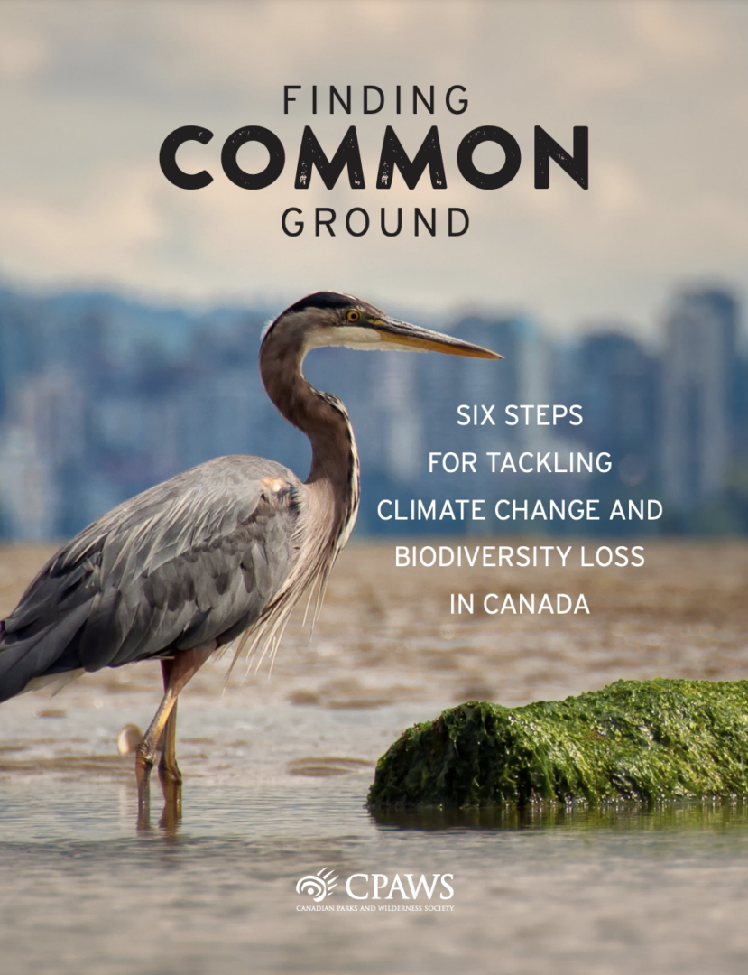 Finding Common Ground Cover Page