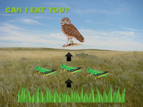 Example of a food chain - owl, grasshoppers, grass