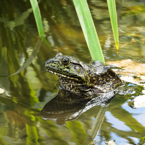 northern leopard frog in water