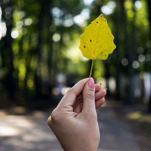 Person holding a yellow leaf
