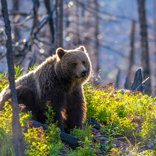 grizzly bear in forest