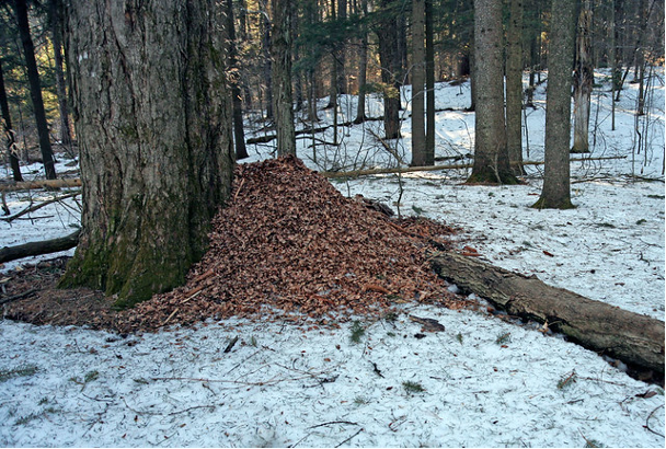 A squirrel cache in a forest in winter