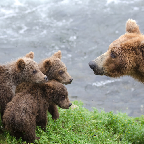 Featured image for “Births and Deaths: Natality and Mortality of Grizzly Bears”
