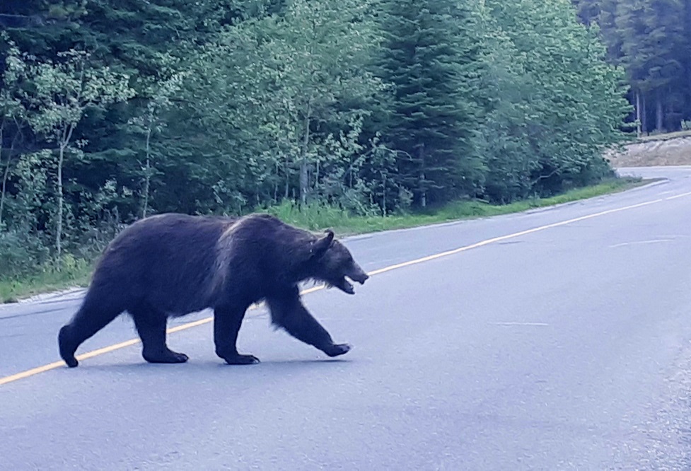 bear crossing a road