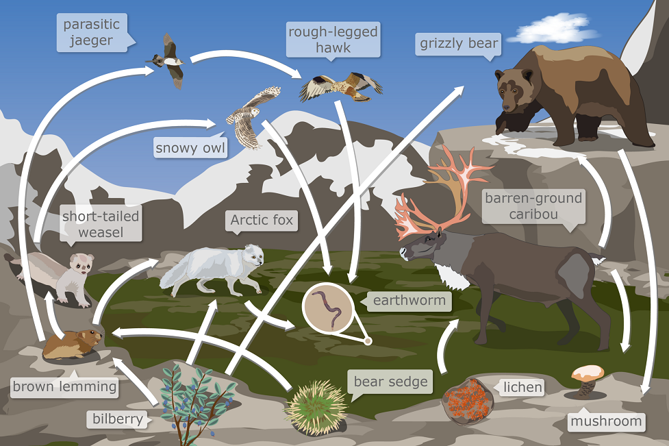 A food chain system showing native Alberta animals