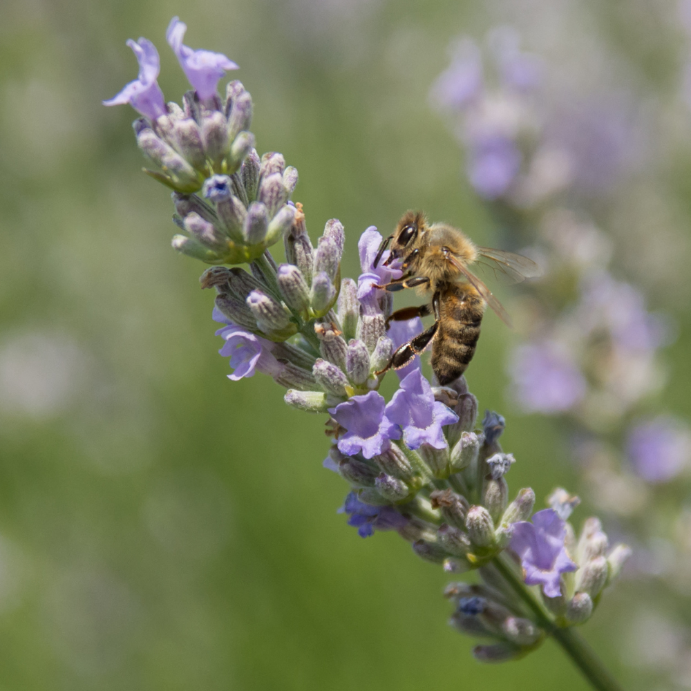 Featured image for “Pollinator Quadrant Study”