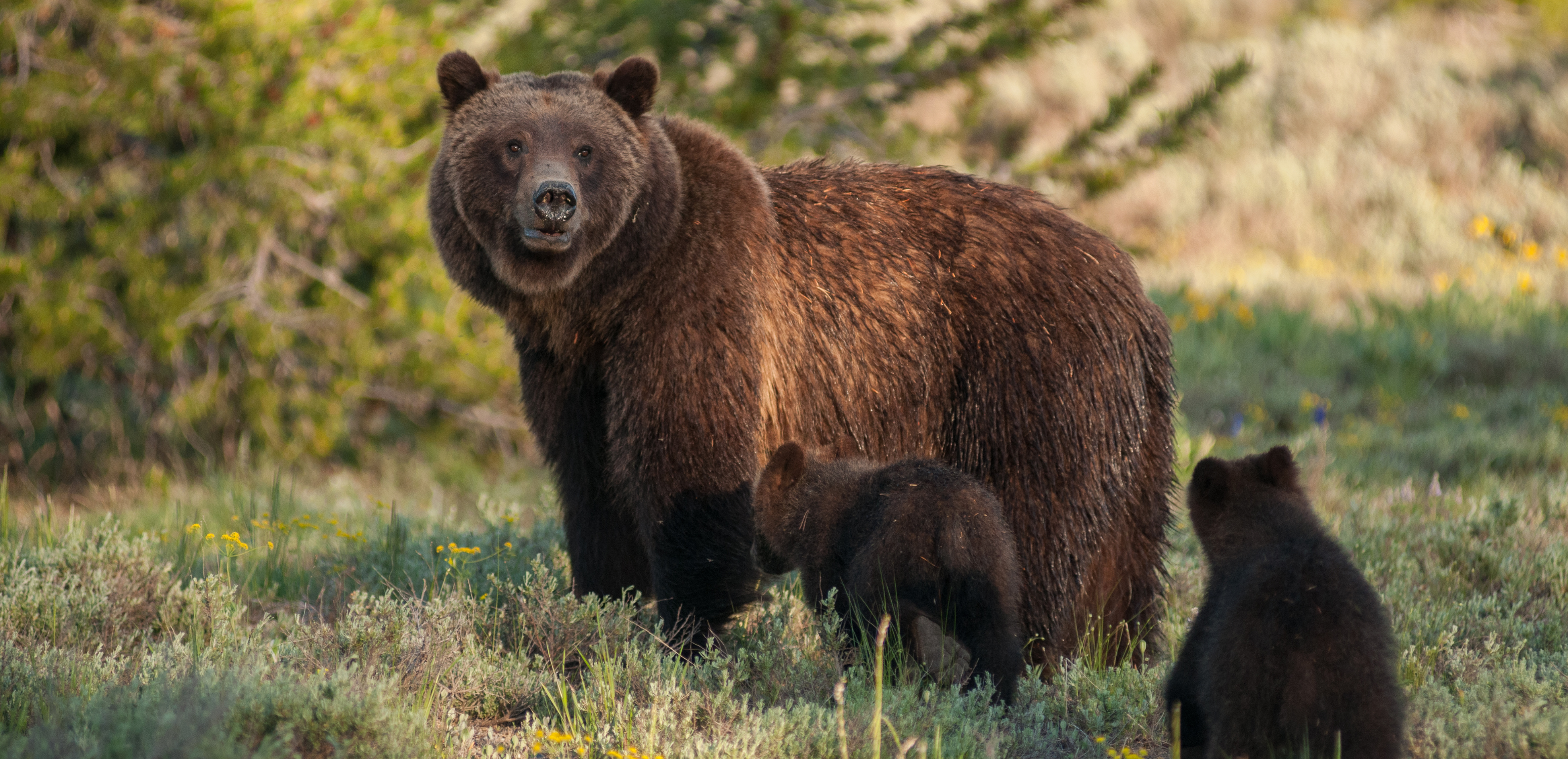 Featured image for “Changes to Alberta’s Wildlife Act lack evidence of effectively reducing human-bear conflict ”
