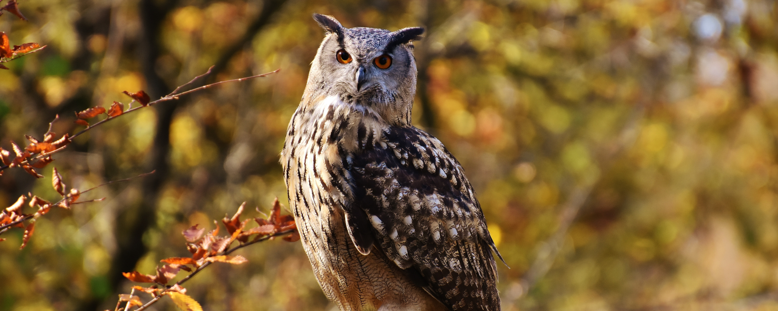 Featured image for “Tricks and Treats of the Wild: Family Halloween Hike ”