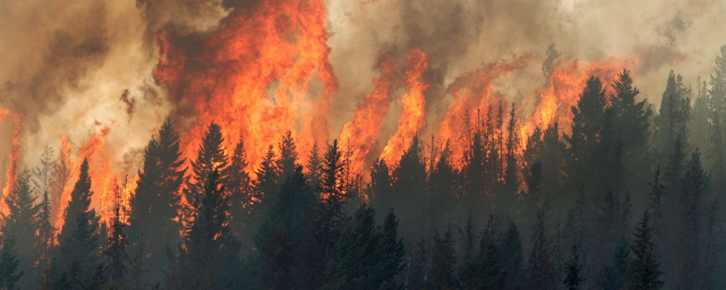 Featured image for “Reuniting with Fire: Restoring Indigenous Fire Stewardship in Canada”