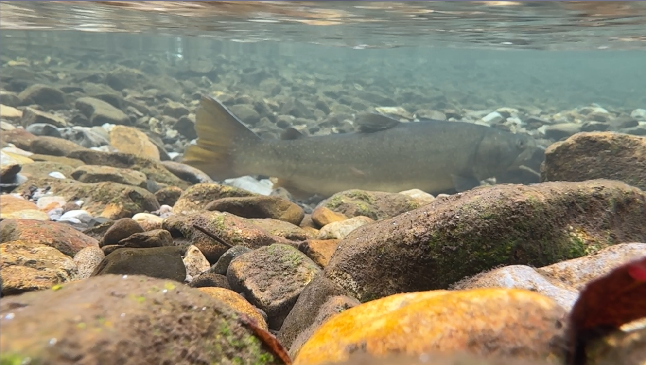 Featured image for “Risks of Offsetting for Species-at-Risk Highlighted by Independent Auditor’s Report ”