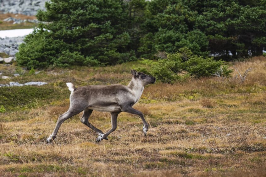 caribou