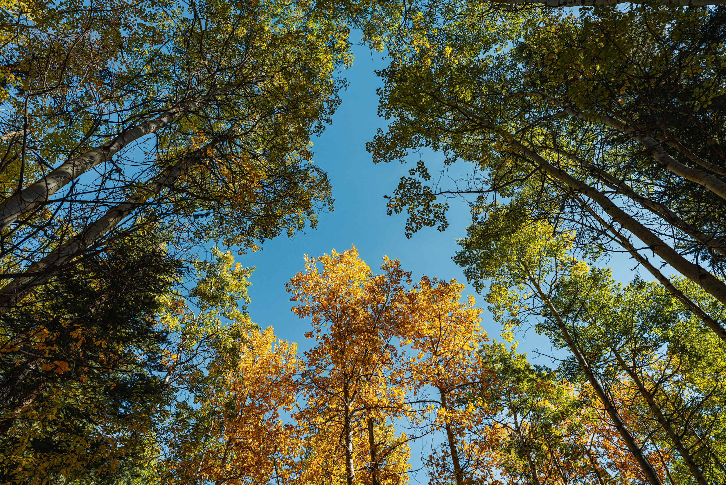 Featured image for “Critical Habitat and Industry Lobbying Part 4: How DFO Allows Critical Habitat Destruction ”