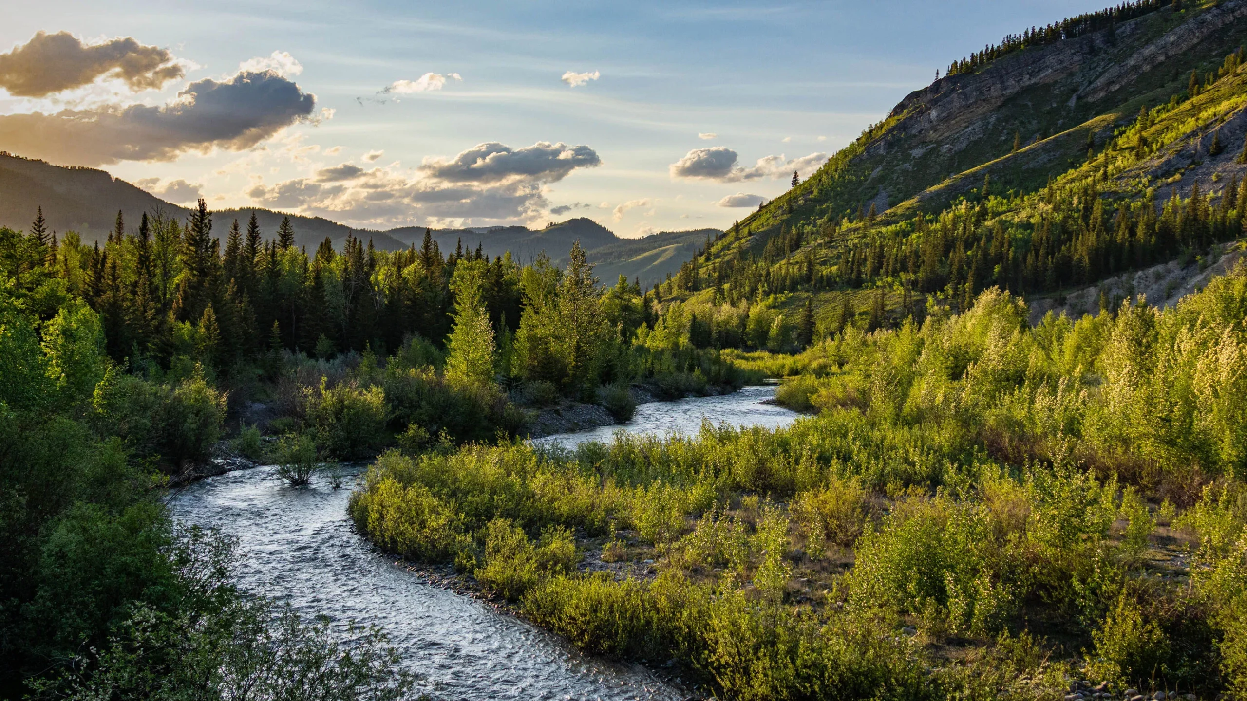 Featured image for “Logging Permits Approved in Key Trout Spawning Area of Oldman River ”