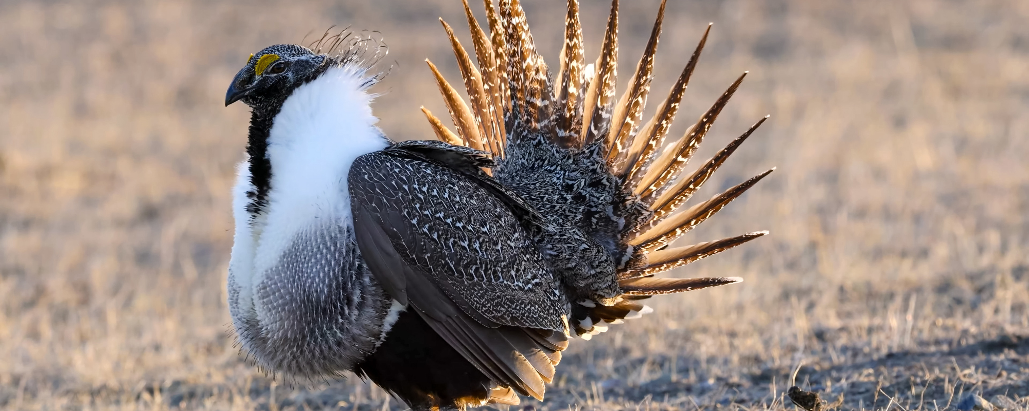 Featured image for “Government of Alberta quietly lifts restrictions protecting endangered Greater Sage-Grouse”